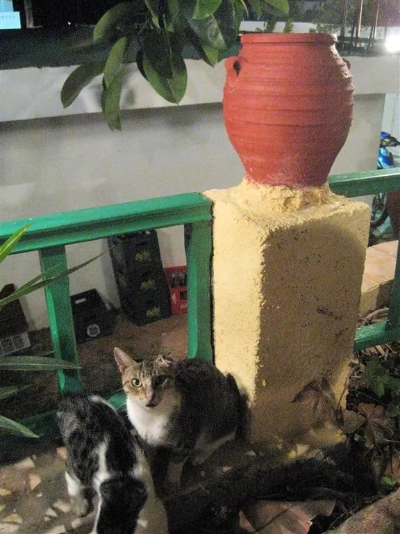 Sisi crete 224